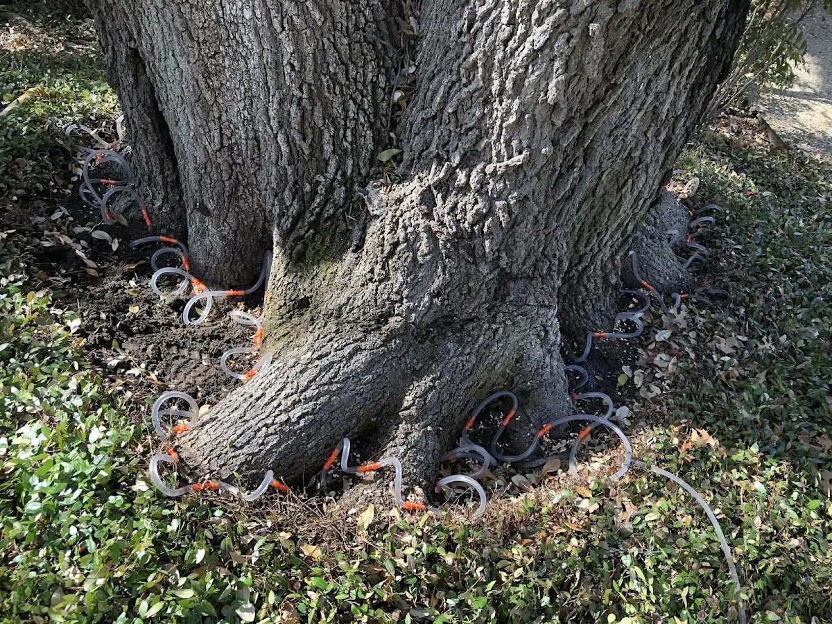 Detailed Tree Cabling and Bracing job site in White Rock